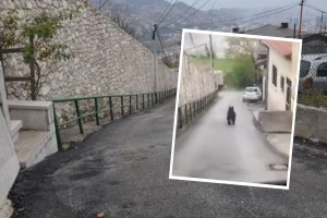 Medvjed u Sarajevu: Pogledajte jurnjavu Bakije sokakom