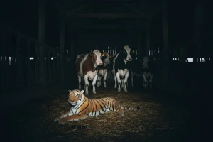 Drama u štali, tigar među kravama