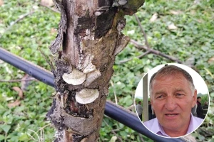 Drvenar masovno napao jabuke: Za mnoga stabla ova godina će biti posljednja
