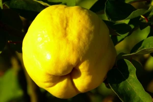 Berba dunja ovisi od namjene