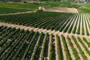 Ekstremna suša pomiče početak berbe grožđa u tri poznate vinske regije