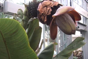 Enset ili banana na steroidima - biljka koja može preživjeti globalno zatopljenje?