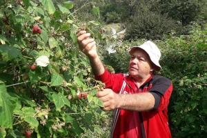 Ešref Garib: Pčele i maline moraju biti u simbiozi
