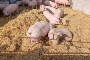 Evo kako slama s mirisom potiče svinje na igru i sprječavanje griženje repa i ušiju