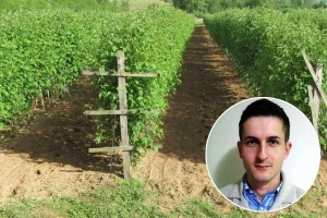 Evo koja greška može skupo koštati malinare