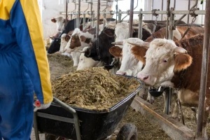 FAO povisio prognoze na 3.040 miliona tona: Niske cijene i potražnja iz jednog sektora troše zalihe
