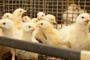 Zbog fipronila zatvoreno 180 peradarskih farmi