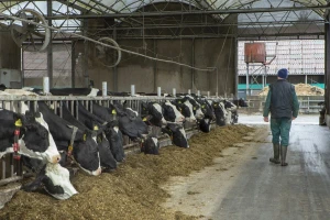 Farmeri u TK: Cijena mlijeka pada za 0,07 KM, a količina za 180 hiljada litara?