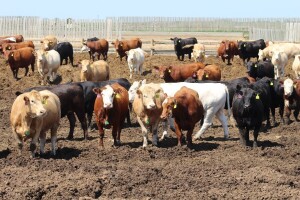 Farmeru nestalo 16 goveda: Komšija ih tajno zaklao i prodao meso