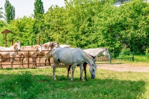 Na prodaju šest lipicanera i jedan dorat, evo početnih cijena