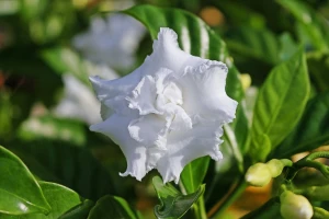 Uzgoj gardenije, iznimno cijenjene, ali zahtjevne biljke