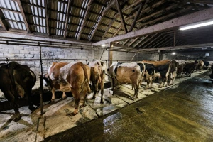 Gasi se još jedna farma u FBiH: Čoloman prodaje sve krave