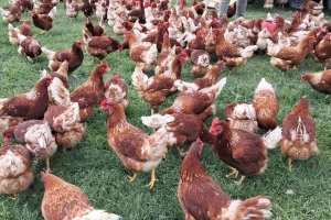 Geni stare egipatske pasmine kokoši mogli bi pomoći u borbi protiv ptičje gripe?