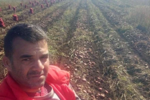 Dobro rodio i glamočki krompir - najbolje uspio onaj sađen 10.6.