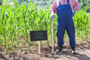 GMO u BiH samo u zatvorenim sistemima: Uskoro jasnija pravila?