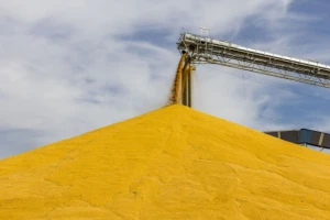 16 EU država protiv GMO-a