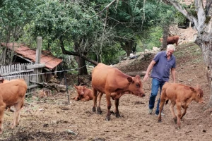 Nenad Planinčić iz Rogatice uzgaja goveda Angus i Limuzin