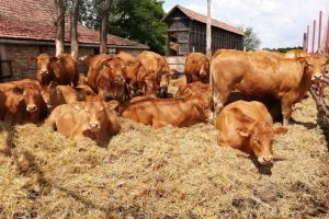 Poljoprivrednici, možete u banku: Isplaćeno 2,4 miliona KM poticaja
