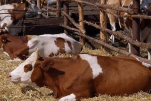 Kako pomoći životinjama kad nastupe visoke temperature?