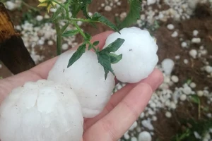 Grad veličine teniske loptice nanio ogromne štete visočkim poljoprivrednicima