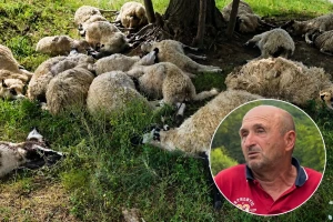 Grom usmrtio 19 ovaca u selu kod Zvornika