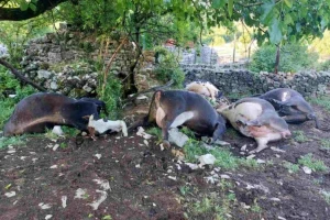 Grom usmrtio pet krava u domaćinstvu kod Bileće