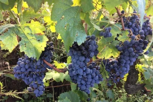 Manje grožđa - manje vina, ali kvalitetnog