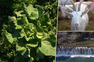 U krajoliku Bogom danom za koze i raštiku svi jedu k'o u matere