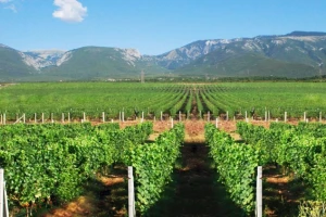Investitori iz Dubaija kupili vinariju Hepok
