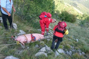 Spasili ranjenog i iznemoglog prasca u nesvakidašnjoj akciji HGSS-a!