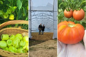 Hodžići uzgajaju paprike i paradajz bez kapi hemije: "Dok ne probaš, ne vjeruješ da može"