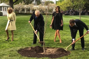 Nestao hrast kitnjak kojeg je Macron poklonio Trumpu