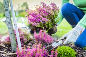 Vrijesak: Calluna, Erica i Daboecia vole kiselo zemljište, a cvjetaju u različito vrijeme