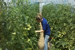 U avgustu međunarodni seminar o organskoj proizvodnji povrća za male proizvođače