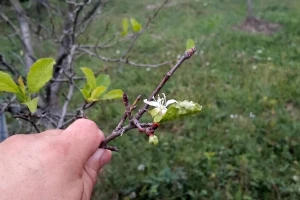 Voćke ponovo cvjetaju, evo preporuka šta uraditi u takvim zasadima