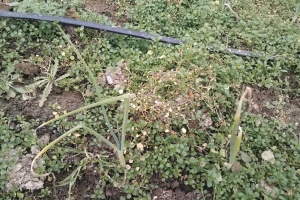 Moguća je pojava plamenjače luka u plastenicima - šta uraditi?