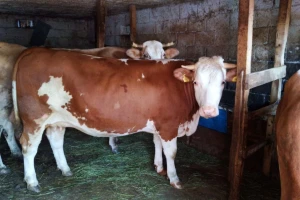 Čehinje nisu bolje od domaćih junica - zašto nema poticaja fizičkim licima?