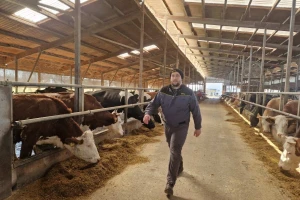 Mlijeko na korak do septičke jame: Kod Čede u januaru 20.000 litara viška