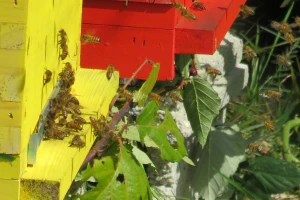 EU će zabraniti uvoz proizvoda koji sadrže dva neonikotinoidna pesticida?
