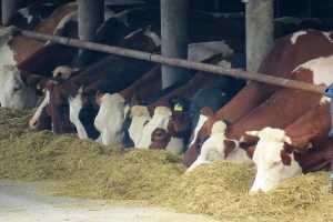 Silaža industrijske konoplje štetiti zdravlju i produktivnosti krava?