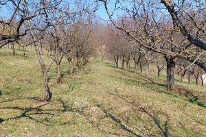 Preporuka voćarima: Tretirajte nasade prije najavljenih padavina