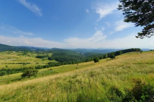 Šta je selo bez krava!? Jarane, ne isplati se danas krave imat'!
