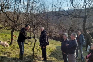 Rezidba: Iz unutrašnjosti krošnje režite jake vertikalne grane