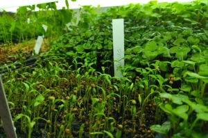 Microgreens: Od sjemena do stola za sedam dana