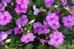 Impatiens - plijeni ljepotom i lakoćom gajenja