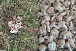 Iskoristite sunčane dane za berbu đurđevače, možete i zaraditi