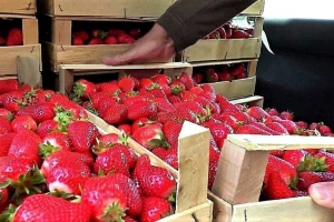 Branje jagoda nije lako, ali mnogima je dodatni izvor prihoda, a i voćari su zadovoljni