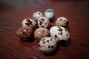 Jaja japanske prepelice lijek budućnosti?