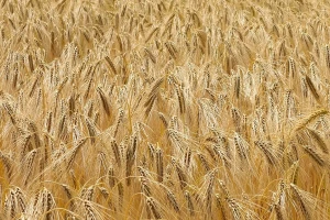 Ukrajina od početka nove sezone izvezla 4,6 megatona žitarica