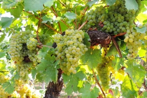 Zašto je važno optrgavanje listova u rodnom vinogradu?